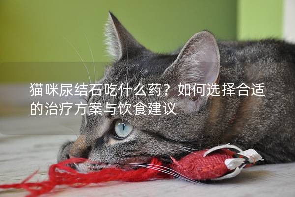 猫咪尿结石吃什么药？如何选择合适的治疗方案与饮食建议