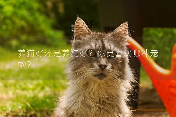 养猫好还是养狗好？你更喜欢哪种宠物？