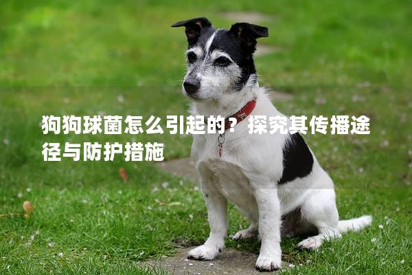 狗狗球菌怎么引起的？探究其传播途径与防护措施