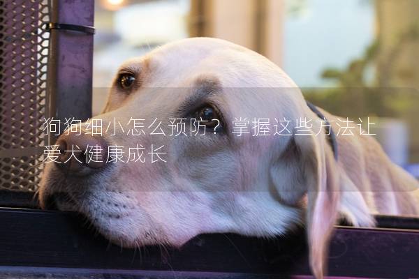 狗狗细小怎么预防？掌握这些方法让爱犬健康成长