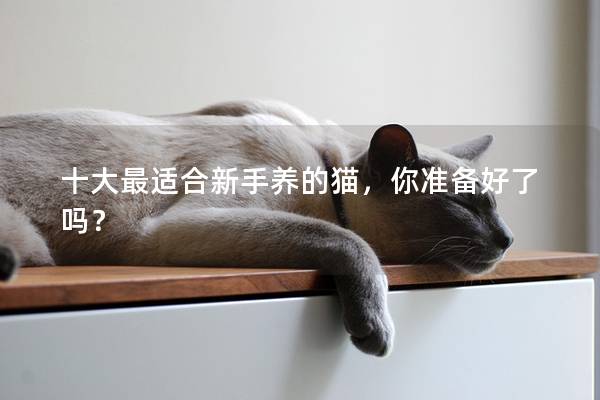 十大最适合新手养的猫，你准备好了吗？