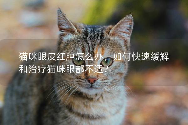 猫咪眼皮红肿怎么办，如何快速缓解和治疗猫咪眼部不适？