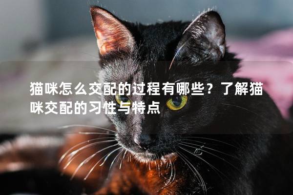 猫咪怎么交配的过程有哪些？了解猫咪交配的习性与特点