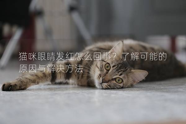 猫咪眼睛发红怎么回事？了解可能的原因与解决方法