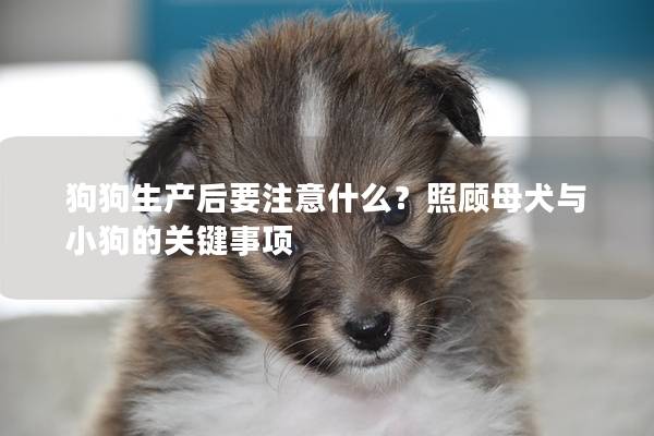 狗狗生产后要注意什么？照顾母犬与小狗的关键事项