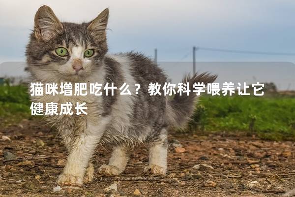 猫咪增肥吃什么？教你科学喂养让它健康成长