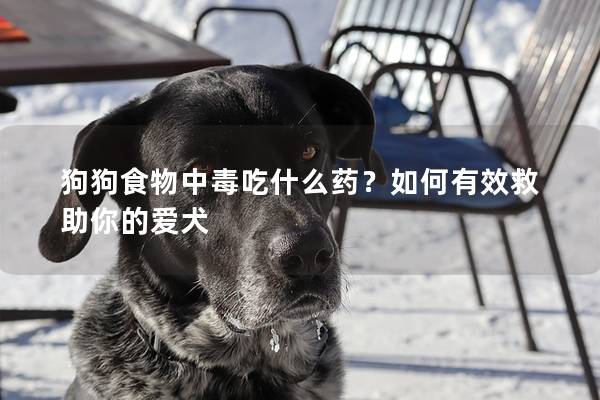 狗狗食物中毒吃什么药？如何有效救助你的爱犬