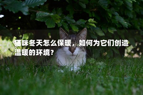 猫咪冬天怎么保暖，如何为它们创造温暖的环境？