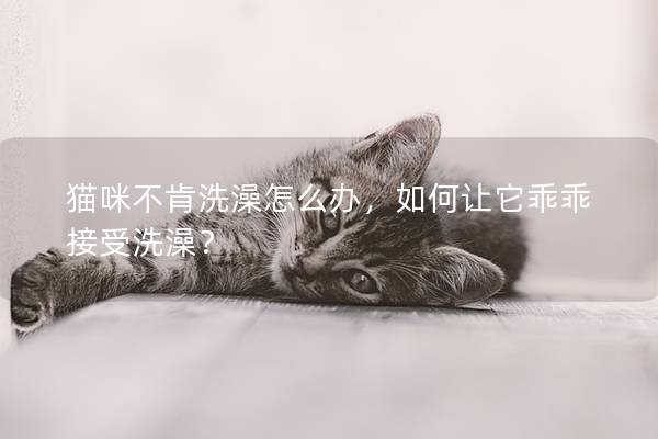 猫咪不肯洗澡怎么办，如何让它乖乖接受洗澡？