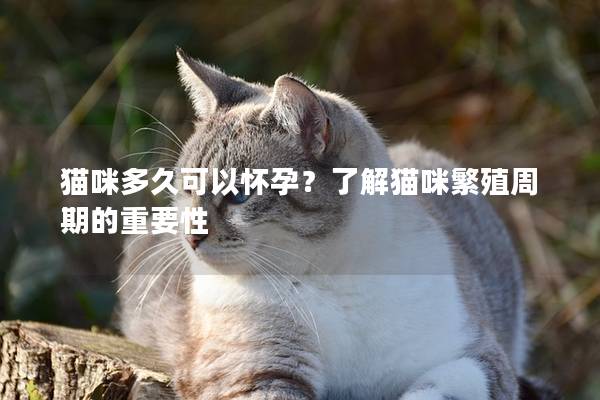 猫咪多久可以怀孕？了解猫咪繁殖周期的重要性