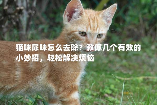 猫咪尿味怎么去除？教你几个有效的小妙招，轻松解决烦恼