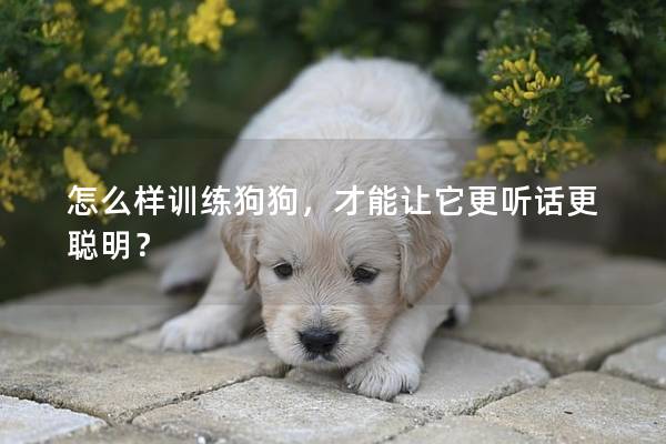 怎么样训练狗狗，才能让它更听话更聪明？