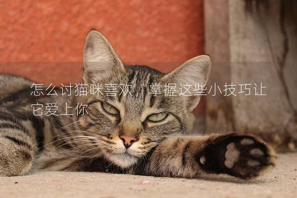 怎么讨猫咪喜欢，掌握这些小技巧让它爱上你