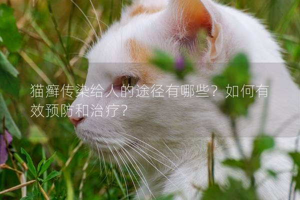 猫癣传染给人的途径有哪些？如何有效预防和治疗？