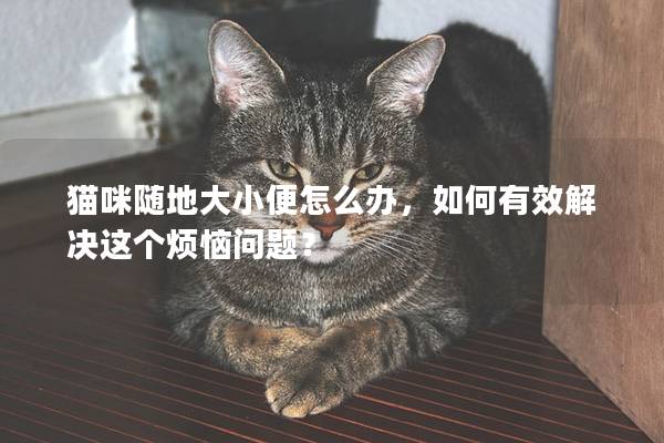 猫咪随地大小便怎么办，如何有效解决这个烦恼问题？