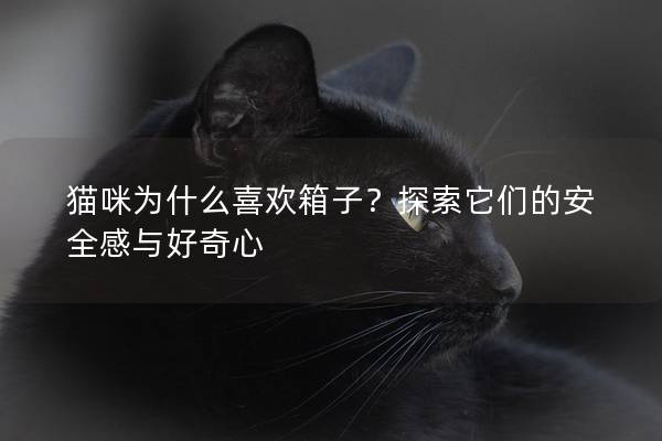 猫咪为什么喜欢箱子？探索它们的安全感与好奇心