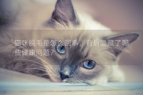 猫咪脱毛是怎么回事，背后隐藏了哪些健康问题？