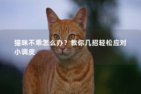 猫咪不乖怎么办？教你几招轻松应对小调皮