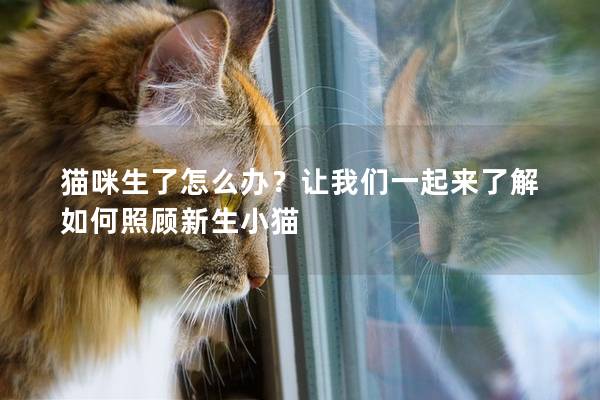 猫咪生了怎么办？让我们一起来了解如何照顾新生小猫