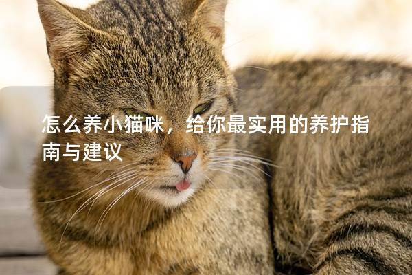 怎么养小猫咪，给你最实用的养护指南与建议