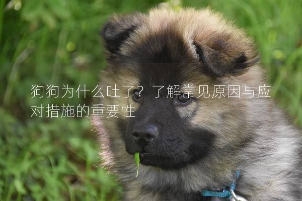 狗狗为什么吐了？了解常见原因与应对措施的重要性