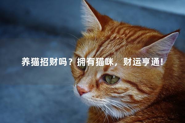 养猫招财吗？拥有猫咪，财运亨通!