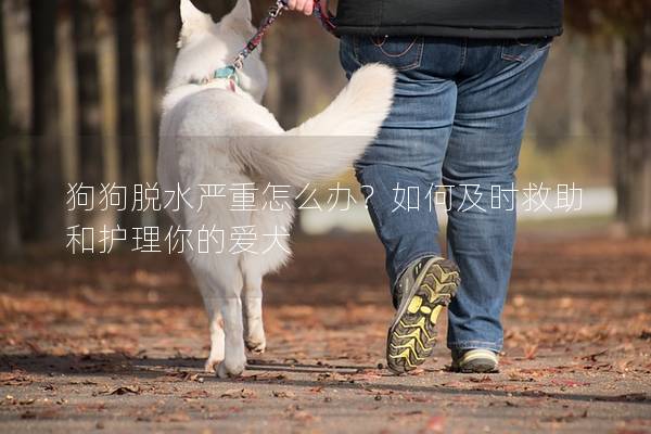 狗狗脱水严重怎么办？如何及时救助和护理你的爱犬