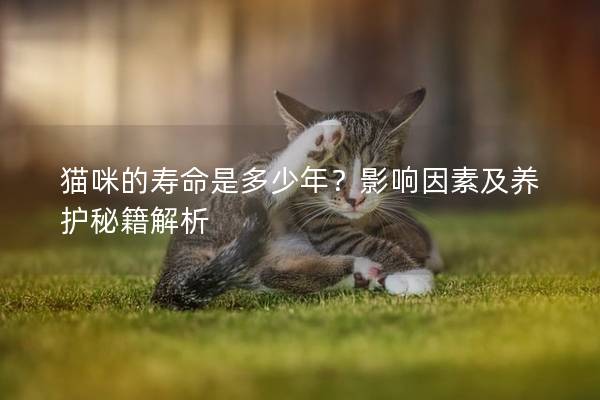 猫咪的寿命是多少年？影响因素及养护秘籍解析