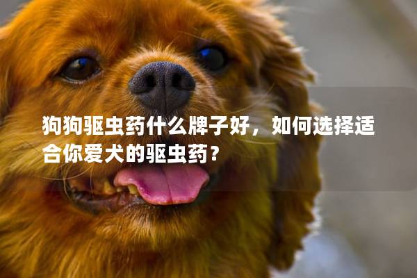 狗狗驱虫药什么牌子好，如何选择适合你爱犬的驱虫药？