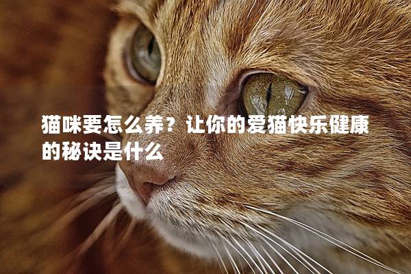 猫咪要怎么养？让你的爱猫快乐健康的秘诀是什么