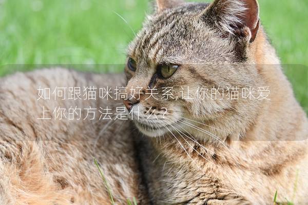 如何跟猫咪搞好关系,让你的猫咪爱上你的方法是什么？