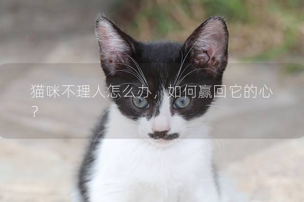 猫咪不理人怎么办，如何赢回它的心？