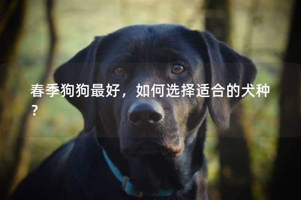 春季狗狗最好，如何选择适合的犬种？