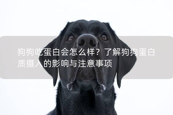 狗狗吃蛋白会怎么样？了解狗狗蛋白质摄入的影响与注意事项