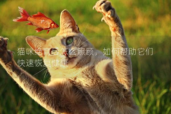 猫咪绝育后怎么照顾，如何帮助它们快速恢复健康