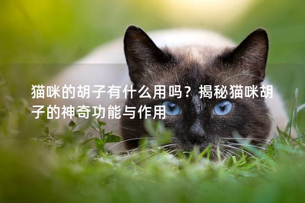 猫咪的胡子有什么用吗？揭秘猫咪胡子的神奇功能与作用