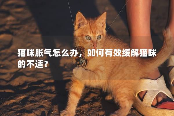 猫咪胀气怎么办，如何有效缓解猫咪的不适？