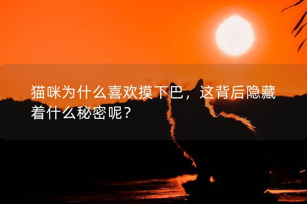 猫咪为什么喜欢摸下巴，这背后隐藏着什么秘密呢？