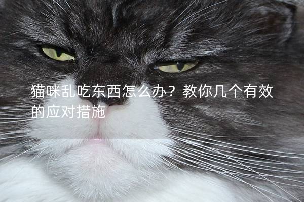 猫咪乱吃东西怎么办？教你几个有效的应对措施