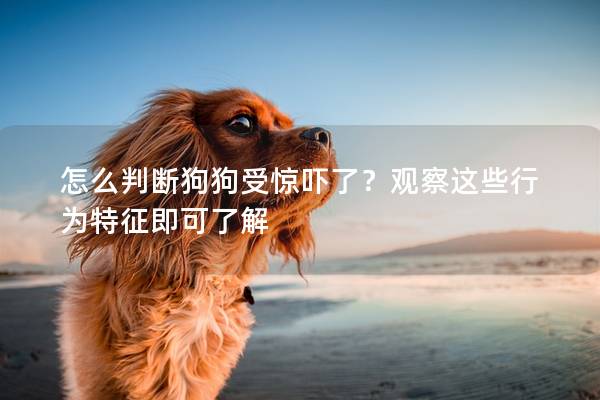 怎么判断狗狗受惊吓了？观察这些行为特征即可了解