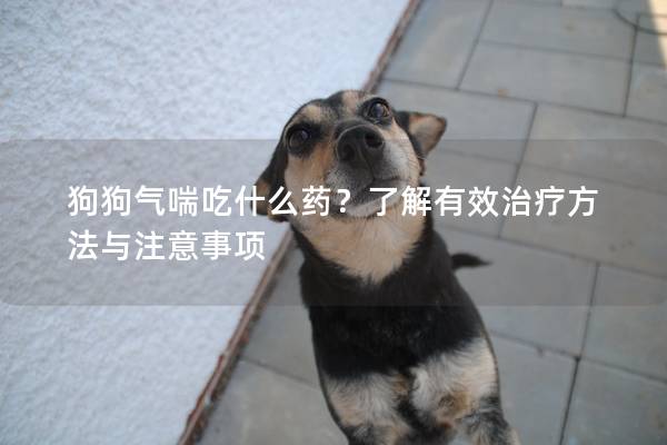 狗狗气喘吃什么药？了解有效治疗方法与注意事项