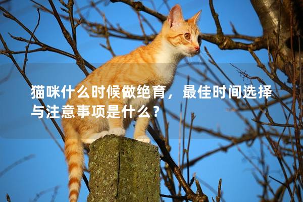 猫咪什么时候做绝育，最佳时间选择与注意事项是什么？