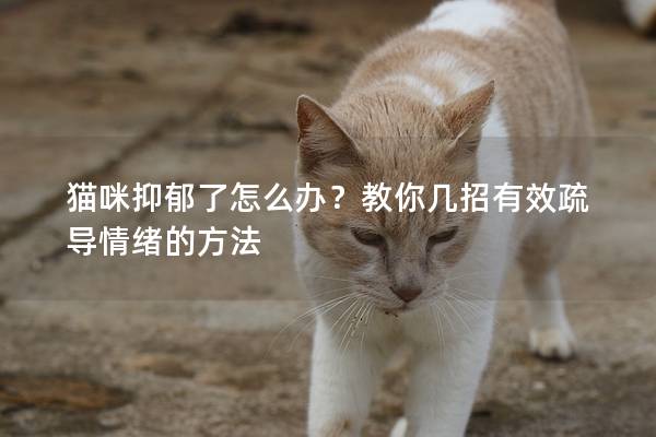 猫咪抑郁了怎么办？教你几招有效疏导情绪的方法