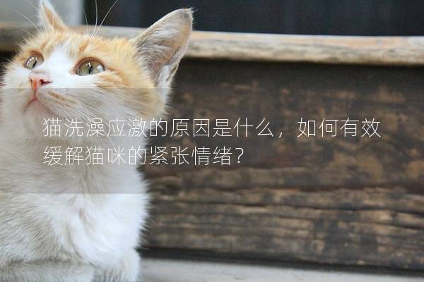 猫洗澡应激的原因是什么，如何有效缓解猫咪的紧张情绪？