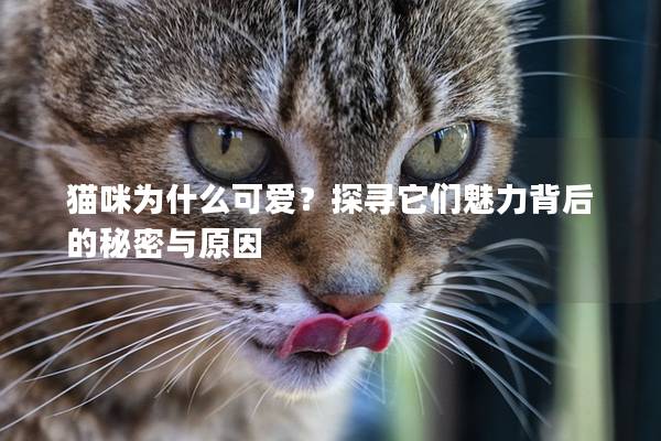 猫咪为什么可爱？探寻它们魅力背后的秘密与原因