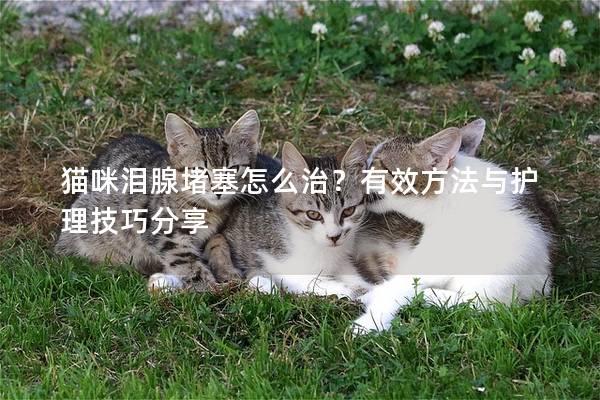 猫咪泪腺堵塞怎么治？有效方法与护理技巧分享