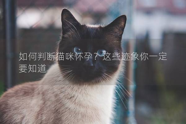 如何判断猫咪怀孕？这些迹象你一定要知道