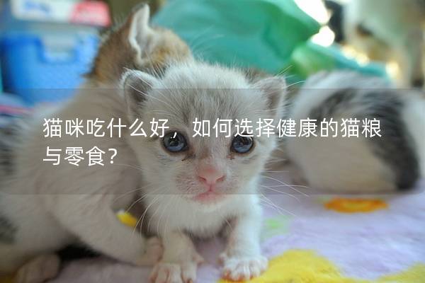 猫咪吃什么好，如何选择健康的猫粮与零食？