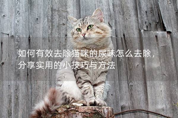 如何有效去除猫咪的尿味怎么去除，分享实用的小技巧与方法