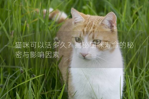 猫咪可以活多久？揭秘猫咪寿命的秘密与影响因素